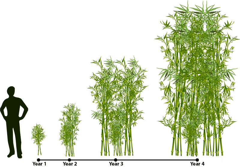 moso bamboo growth rate from seed
