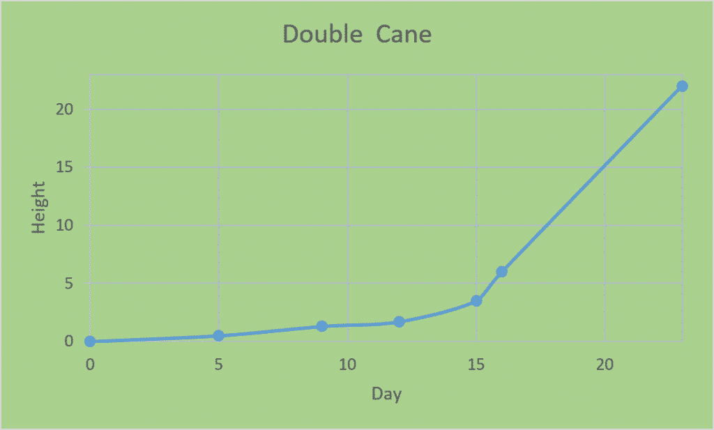 Growth Chart of Bamboo Lewis Bamboo