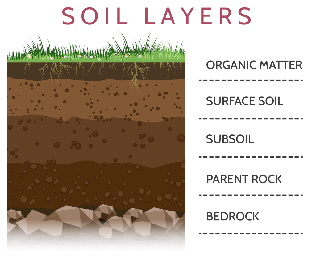 Soil-layers - Lewis Bamboo