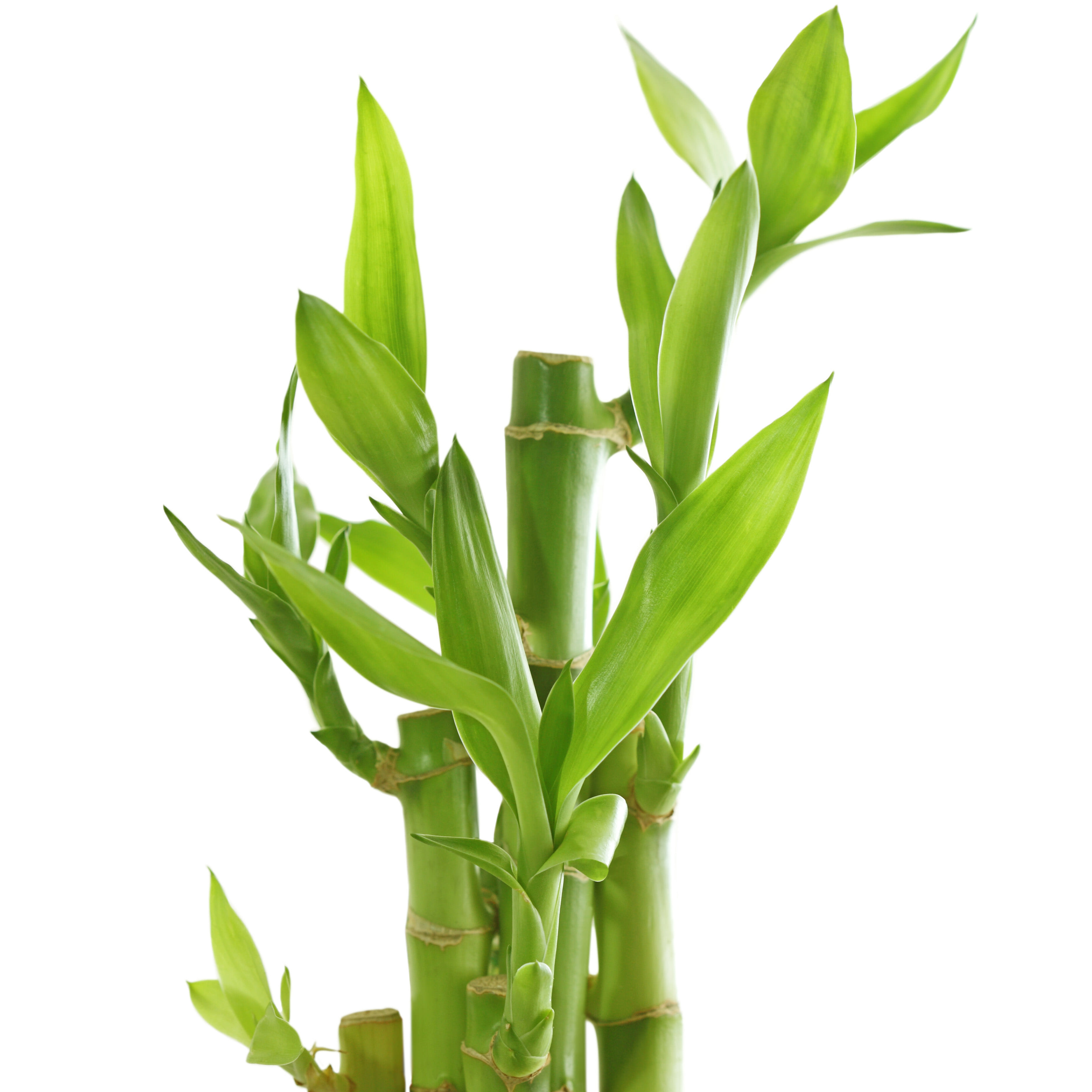 Lucky Bamboo - Lewis Bamboo