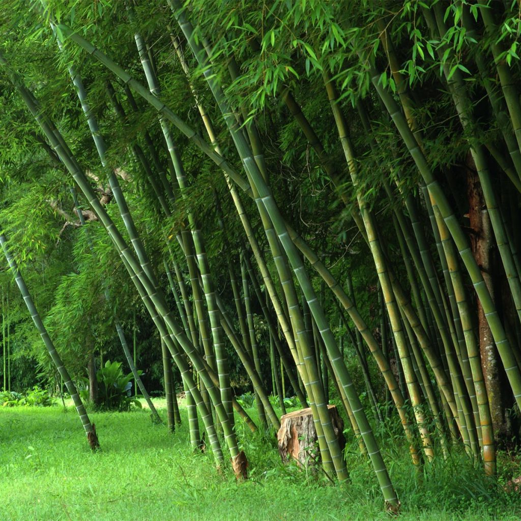 Incense Bamboo Lewis Bamboo